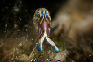 Thuridilla hopei. Often mistaken for a nudibranch, it is ... by Antonio Venturelli 